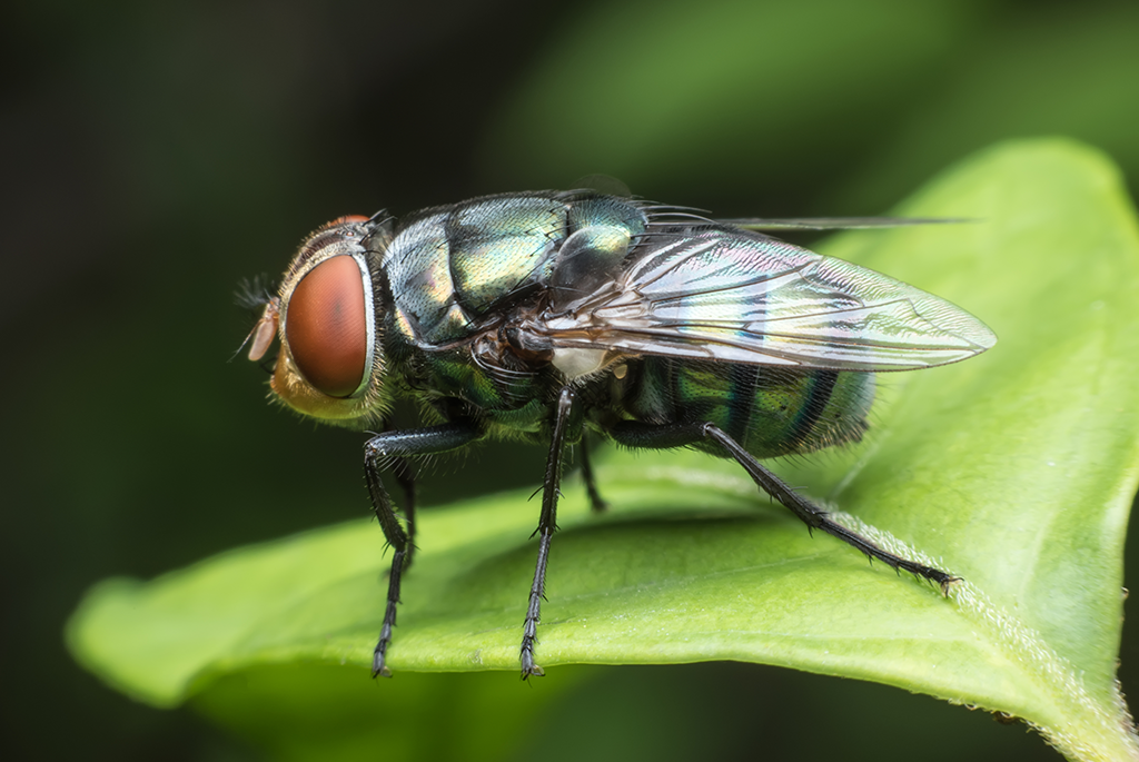 Eine Fliege, die auf einem Blatt sitzt. Es soll auf das Tier eingegangen werden, um zu wissen, wie man den Biomülleimer schützen kann.